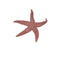 Class Set Starfish