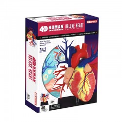 4D Human Deluxe Heart Anatomy Model