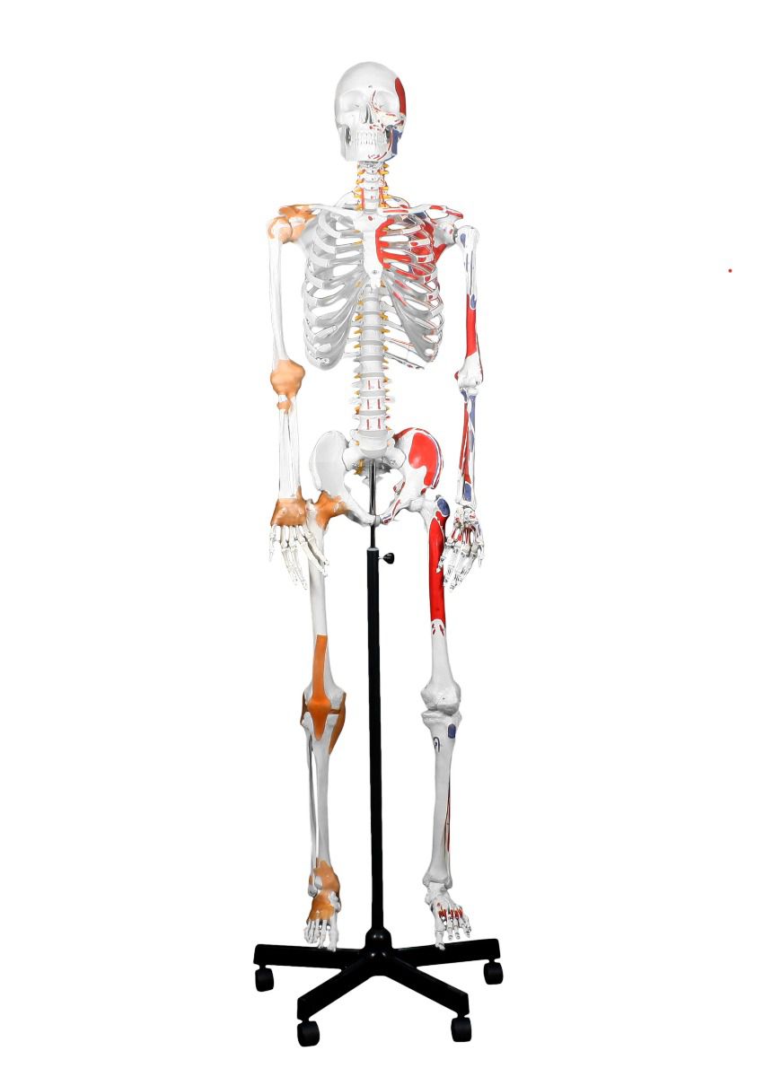 Skeleton w/ Muscles, Ligaments