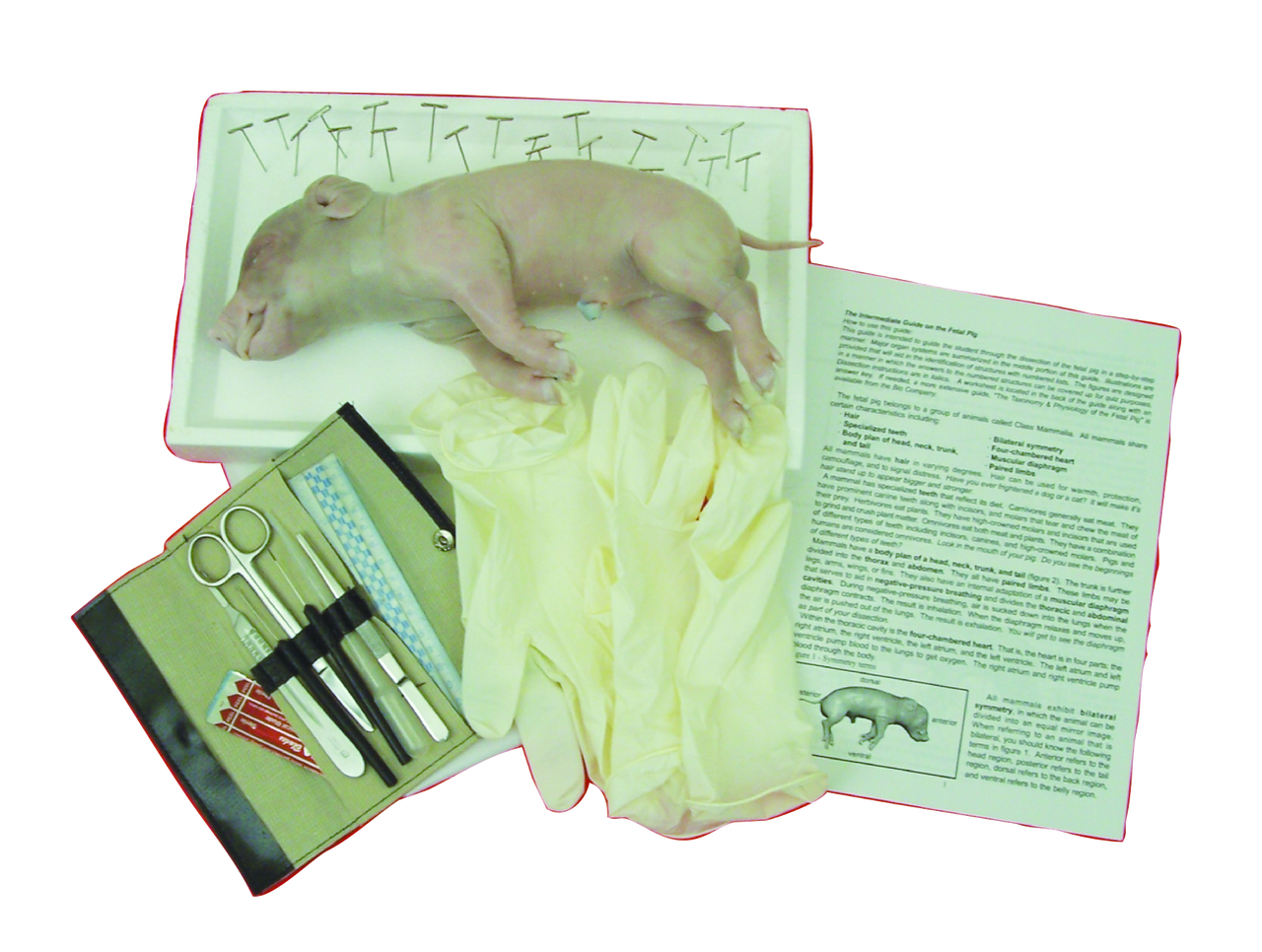 Fetal Pig Kit