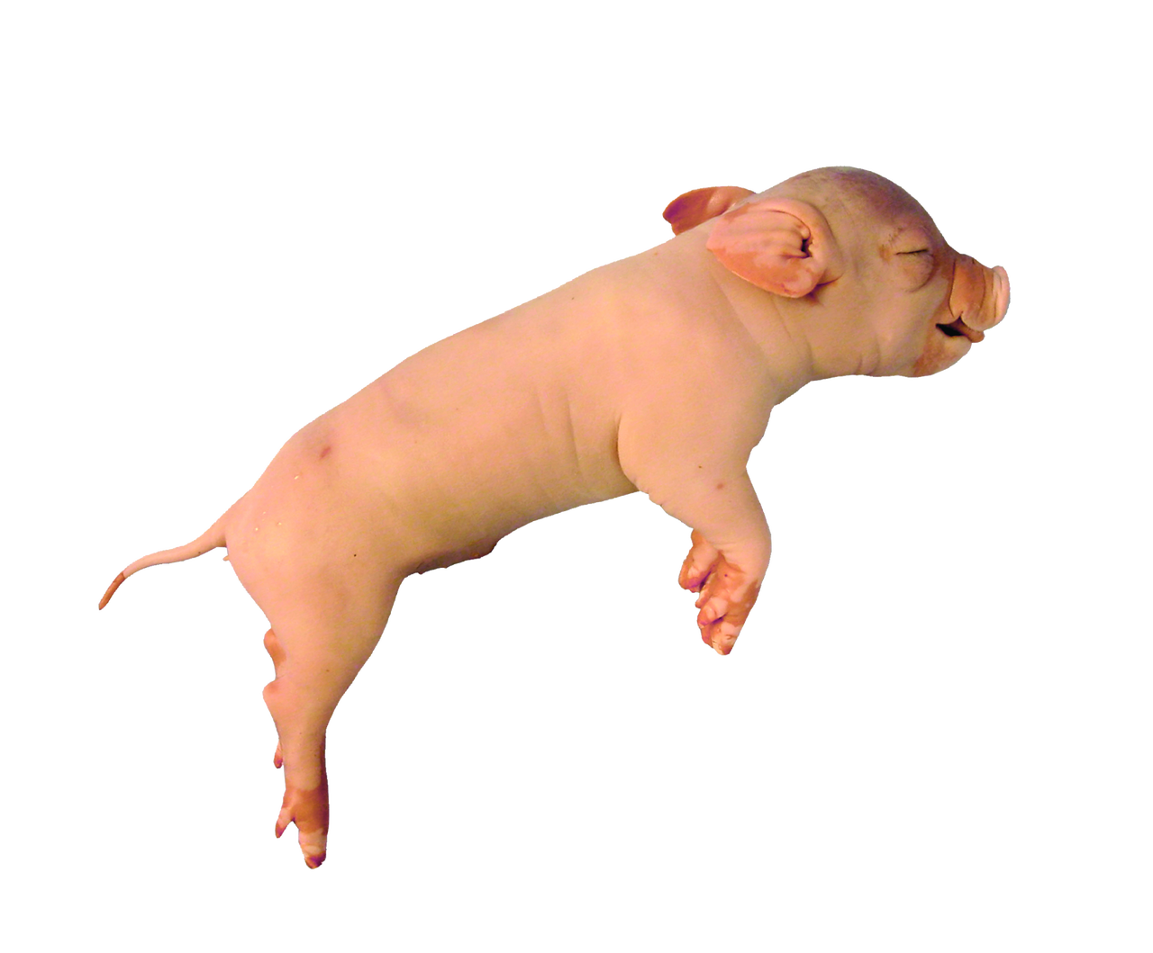 p♡pig Midline Section Pig