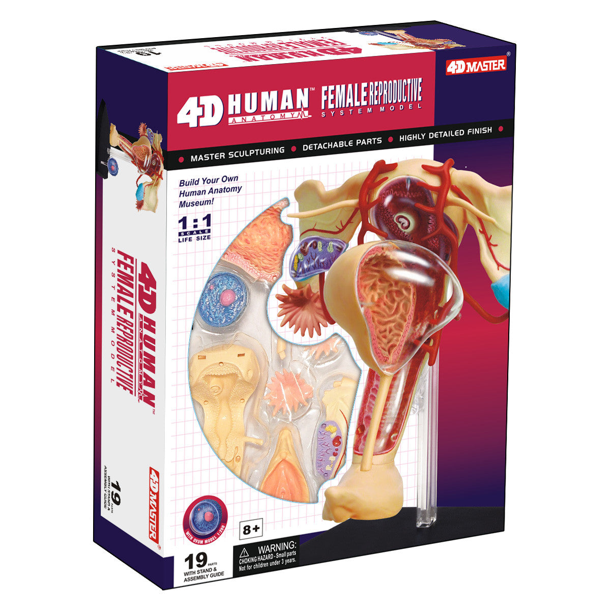 4D Vision Female Reproductive Anatomy Model