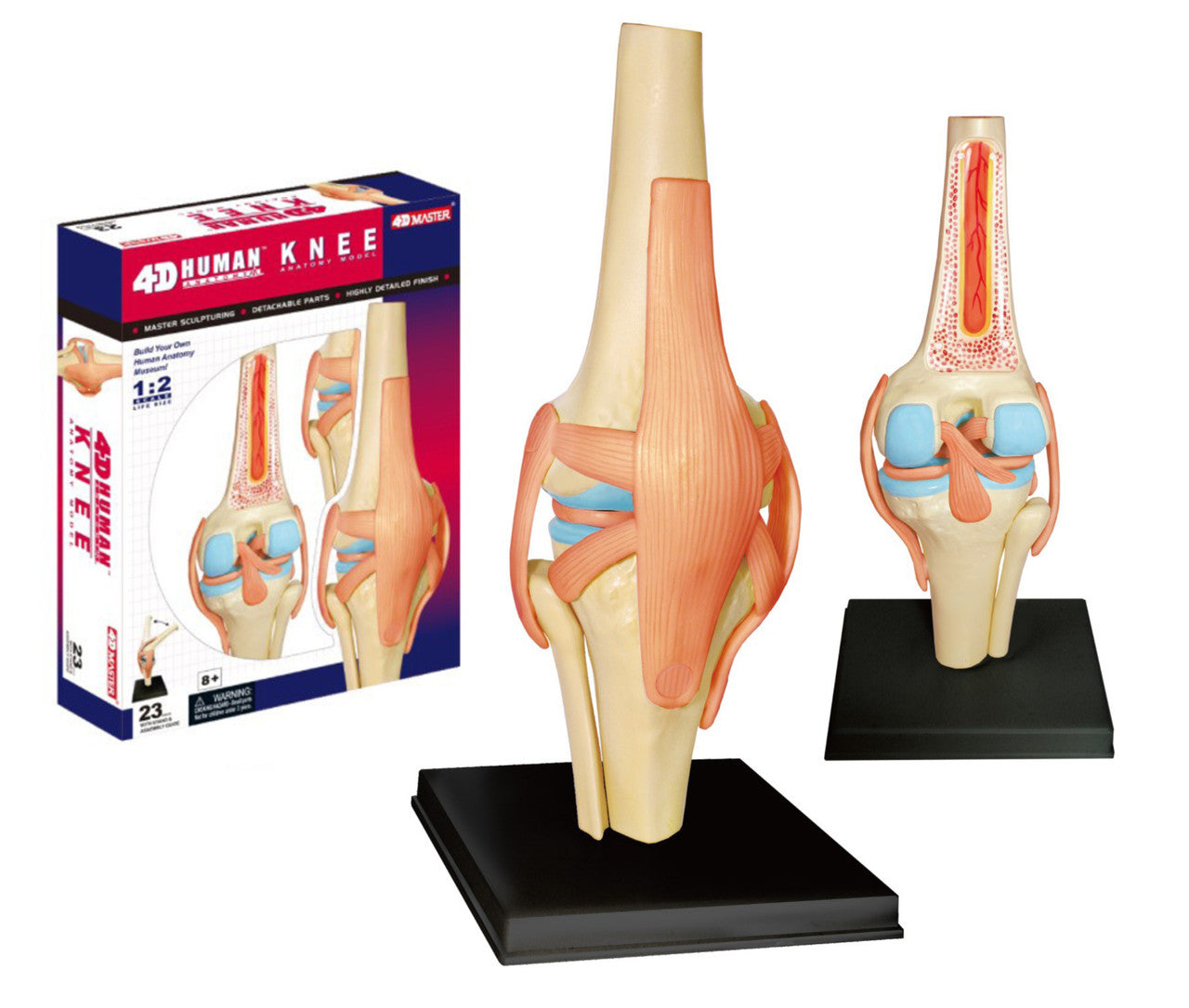 4D Vision Human Knee Anatomy Model