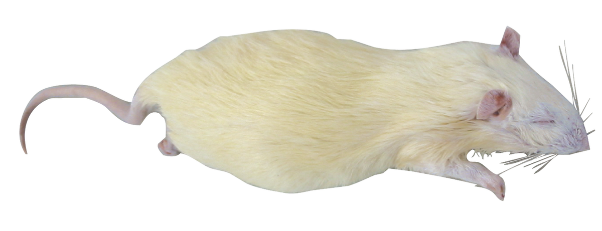 Rat_For_Dissection_1.webp?v=
