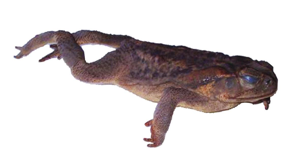Toad - 3