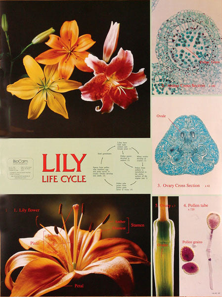 tiger lily flower diagram Wall Chart
