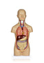 12 Part Human Torso