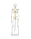 Half-Size Skeleton w/Nerve