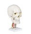Human Skull with Cervical Spine