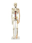Half-Size Skeleton w/Nerves and Arteries