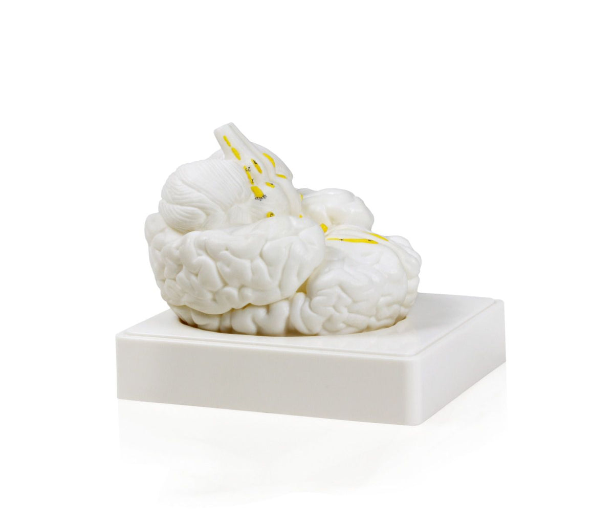 3 Part Brain Model