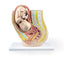Pregnancy Pelvis