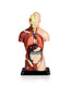 6 Part Sexless Human Torso