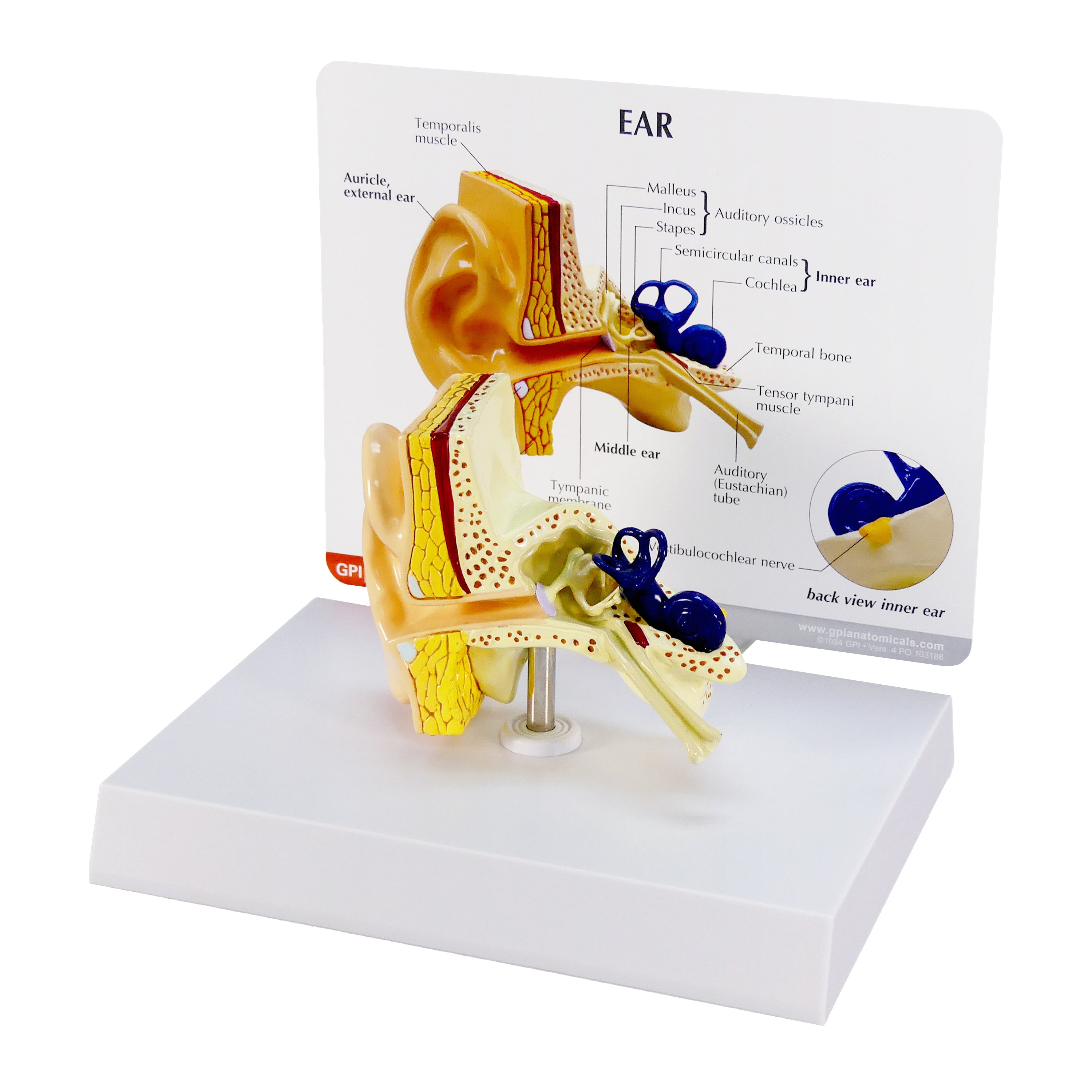 Model - Ear