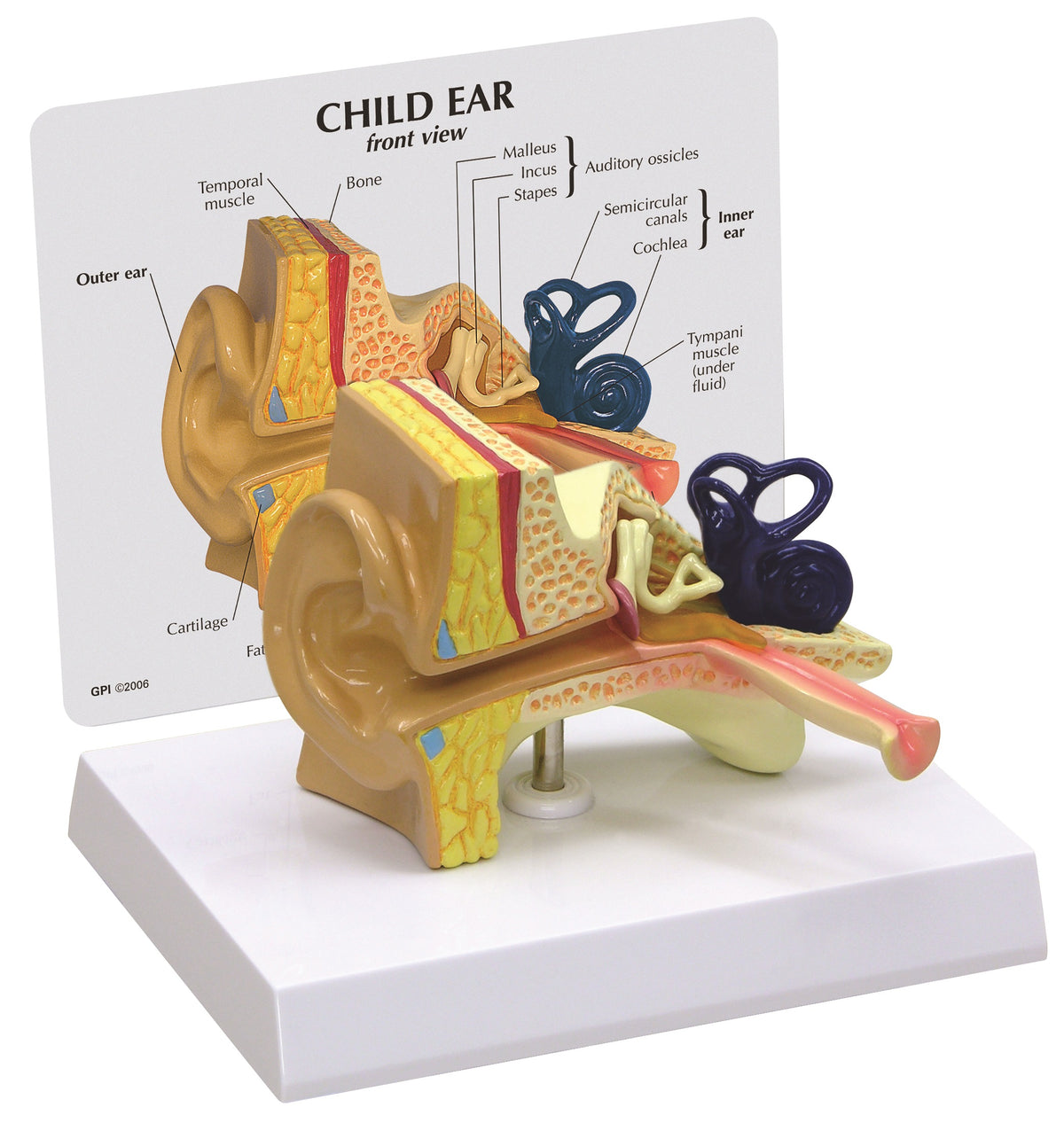 Model - Child Ear