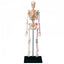 4D Human Skeleton Anatomy Model