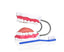 Teeth Model W/ Tongue and Toothbrush