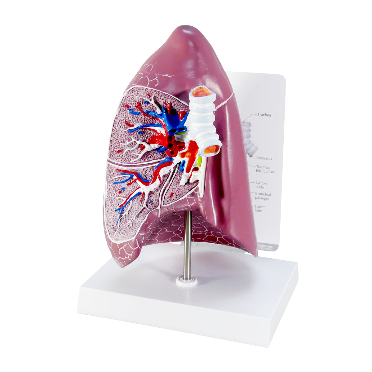 Model - Lung (Normal)