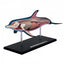 4D Dolphin Model