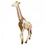4D Giraffe Model