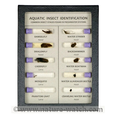 Aquatic Insect Identification Display Mount