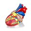 Jumbo Heart Model