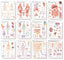 Chart Set - Body Systems Laminated Chart Set