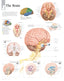 Chart - Brain