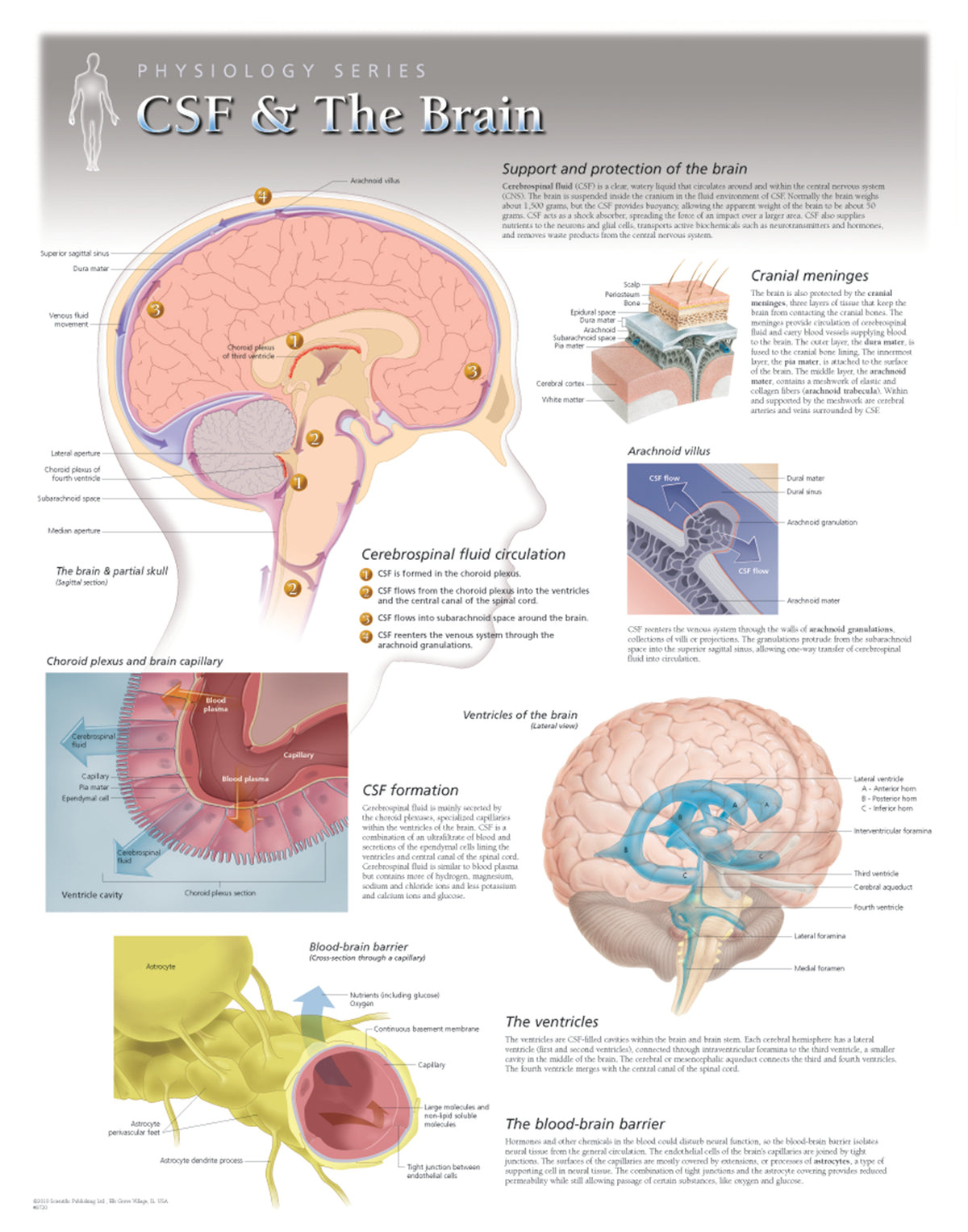 Midbrain Csf Chart - CSF & The Brain