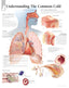 Chart - Common Cold