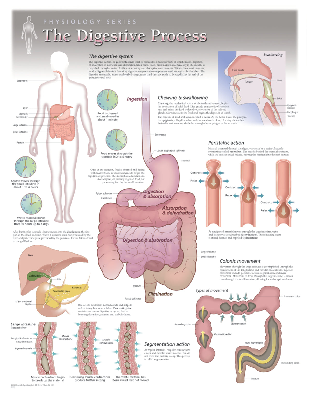Eat Process Chart - Digestive Process