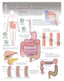 Chart - Digestive Process