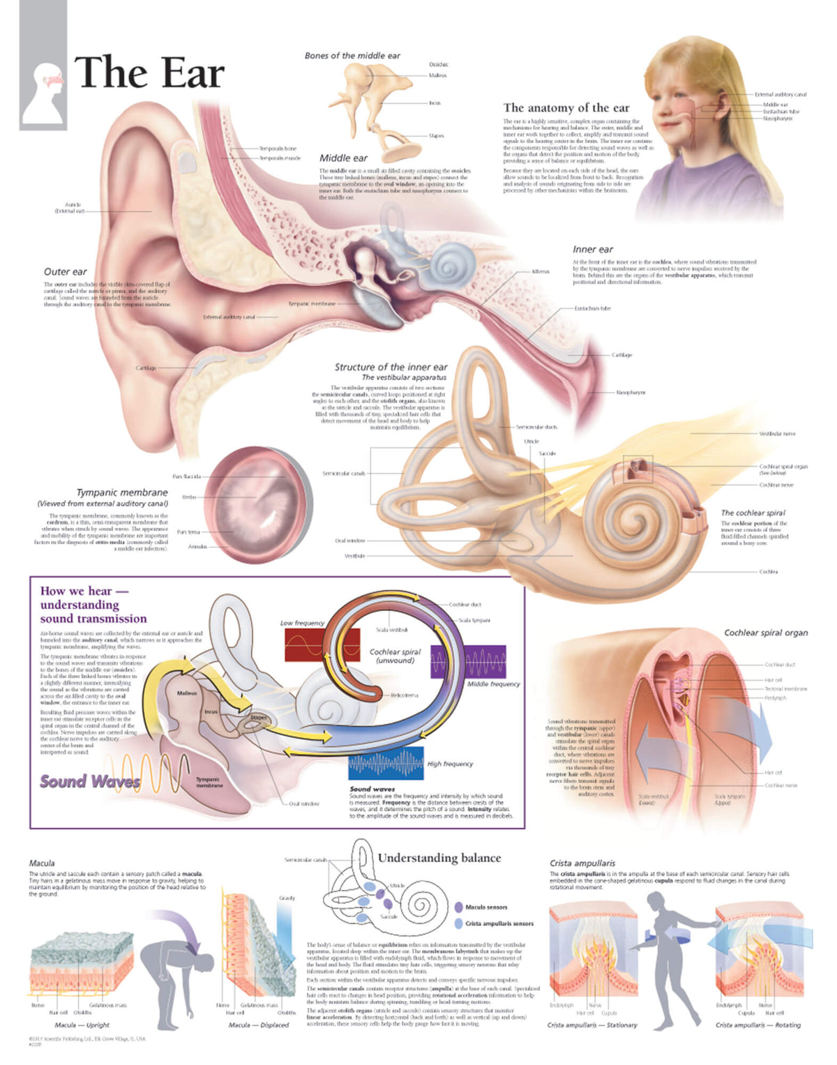 Chart - Ear