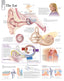 Chart - Ear