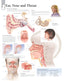 Chart - Ear, Nose & Throat