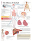 Chart - Effects of Alcohol