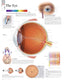 Chart - Eye