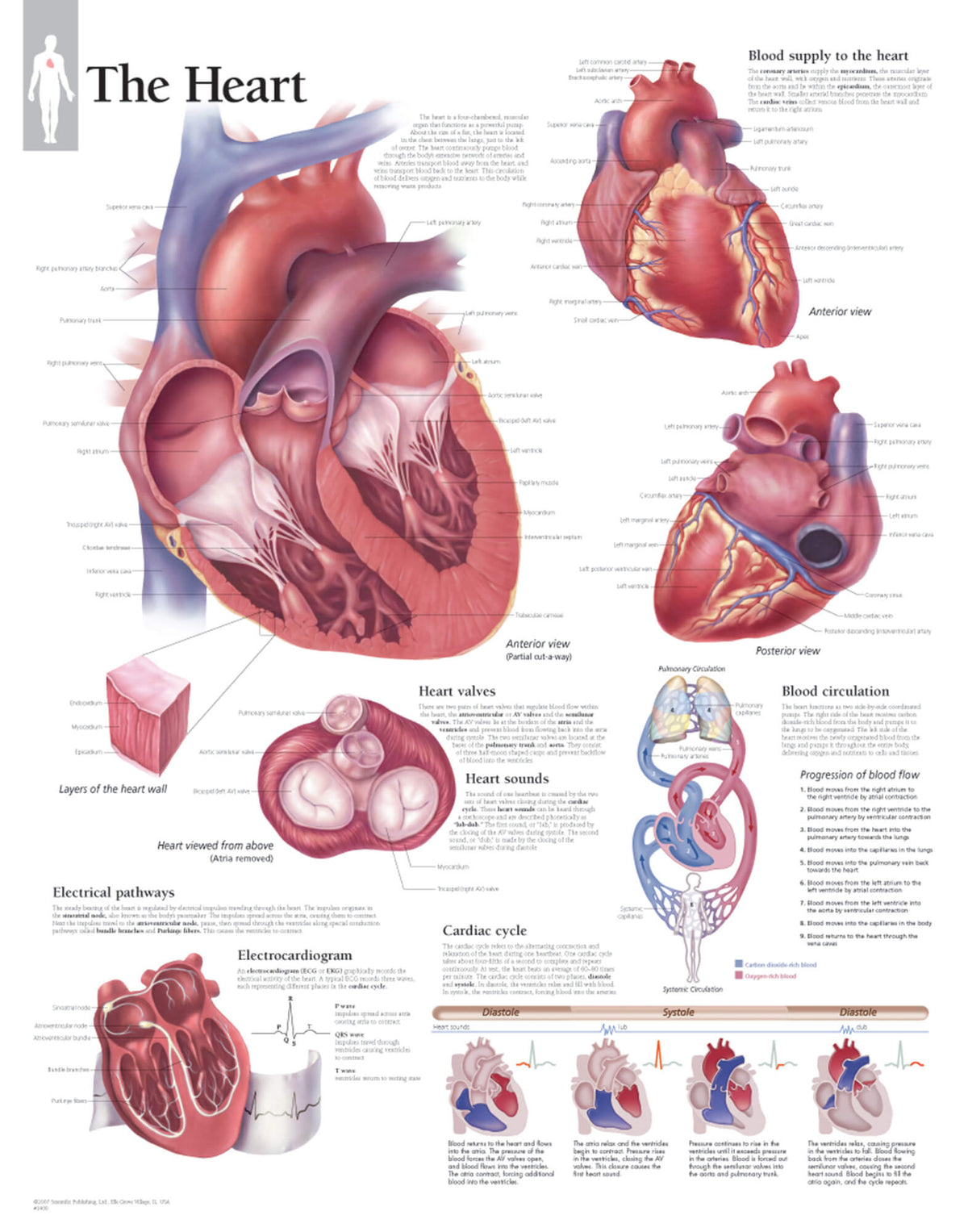 Chart - Heart