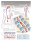 Chart - Hormonal Action