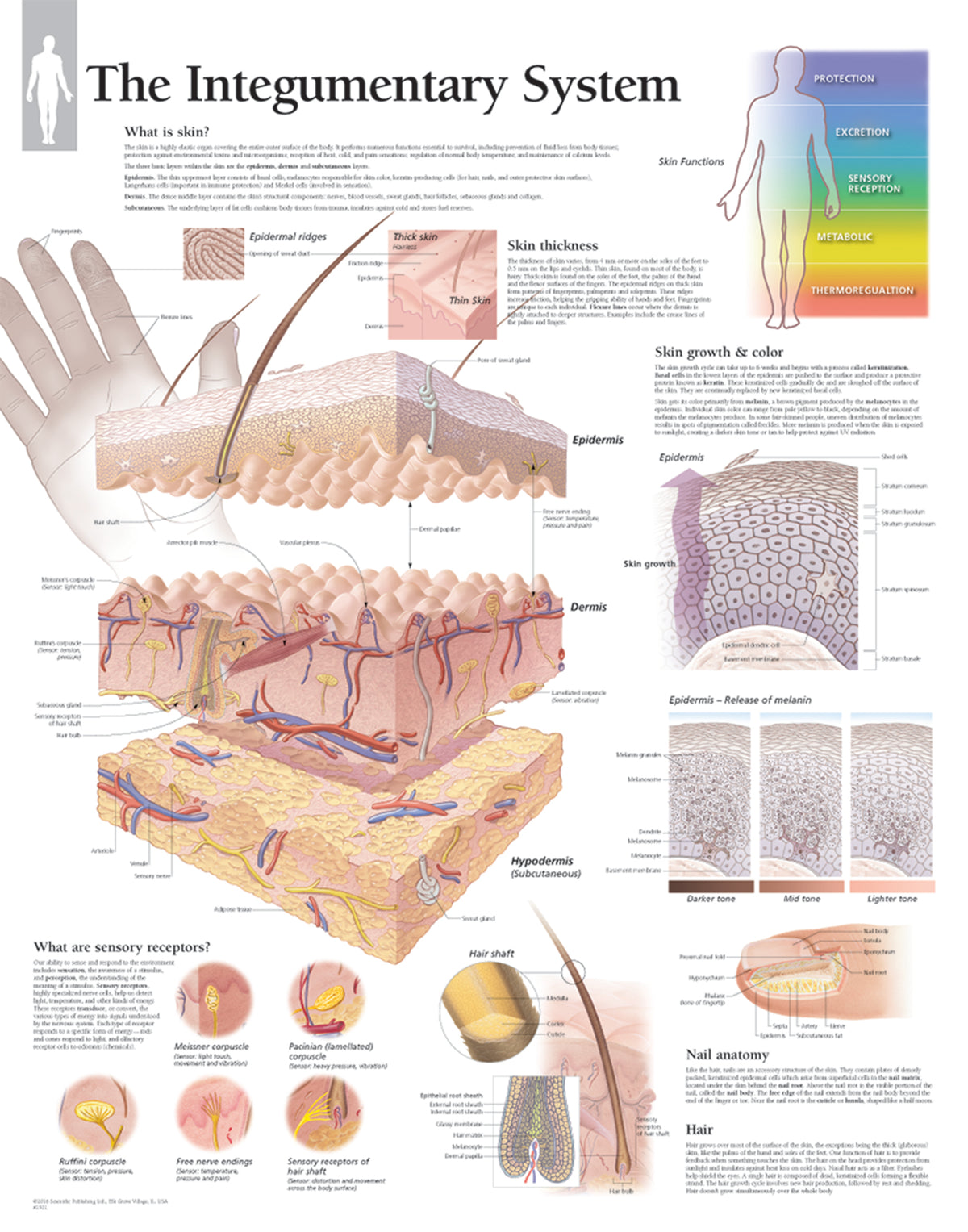 Pink Integumentary System Chart - Integumentary System