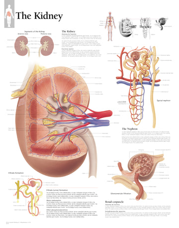 Chart - Kidney