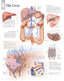 Chart - Liver