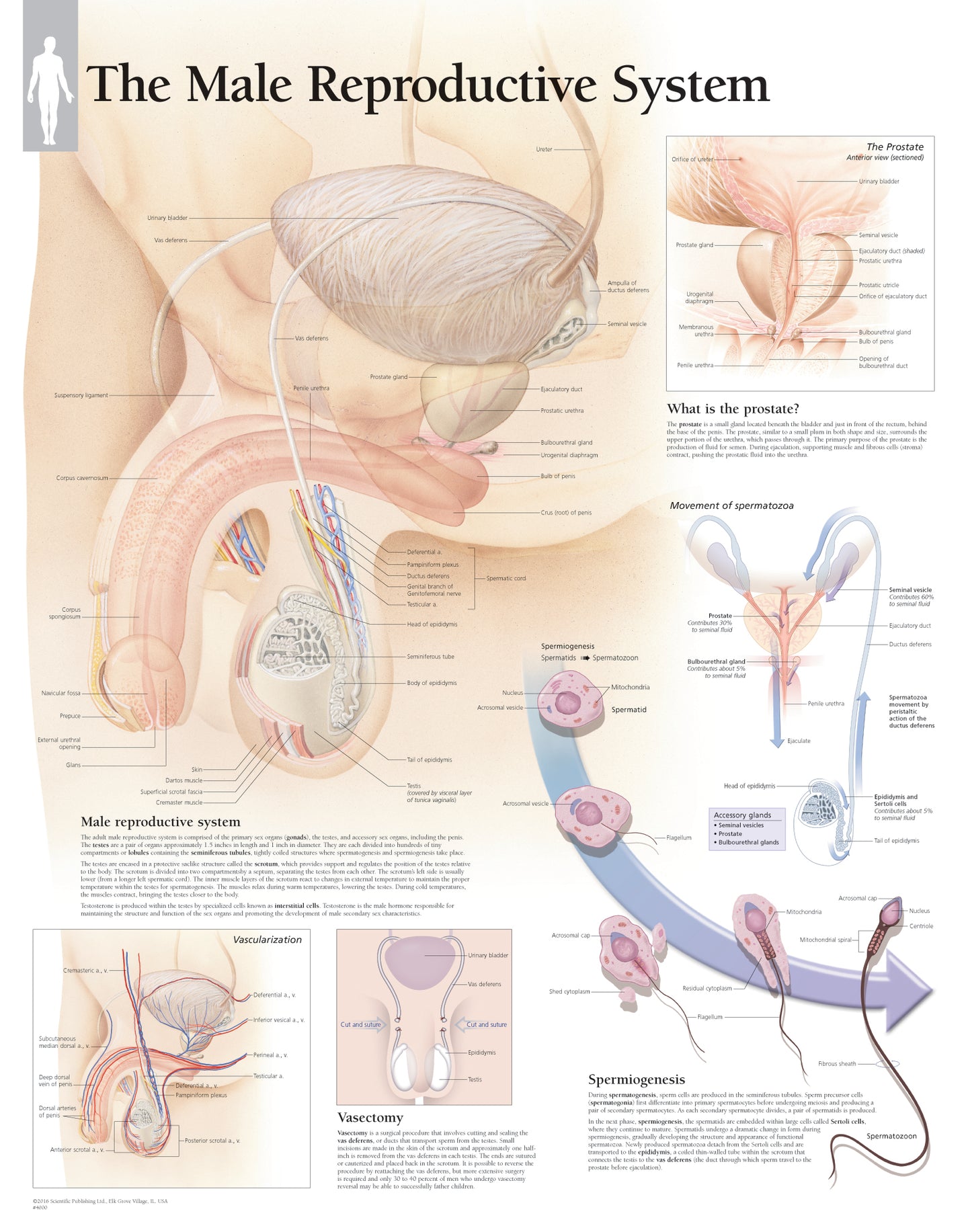 Chart Male Reproductive System