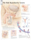 Chart - Male Reproductive System