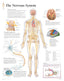 Chart - Nervous System