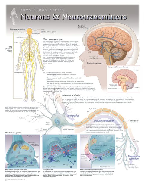 Chart - Neurons & Neurotransmitters