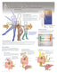 Chart - Nutrition & Metabolism