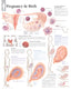 Chart - Pregnancy & Birth