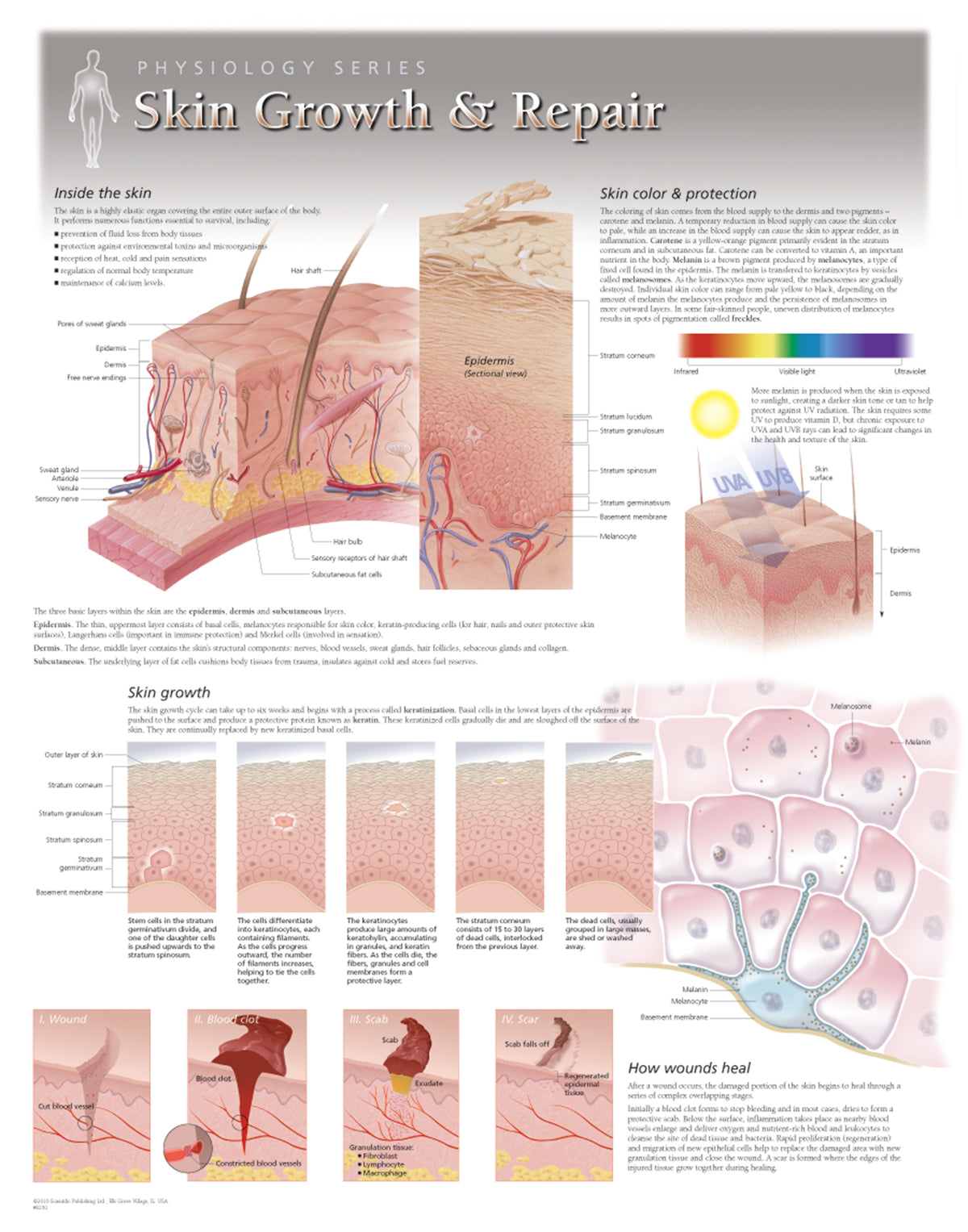 Skin Problem Chart Chart - Skin Growth & Repair
