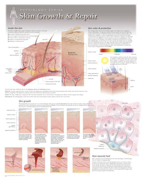 Chart - Skin Growth & Repair